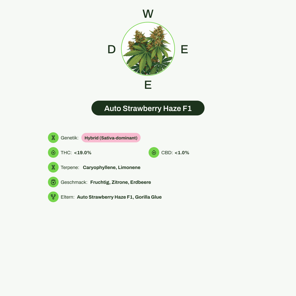 Infografik über THC-Gehalt, CBD-Gehalt, Terpene, Wirkungen, Geschmack von Auto Strawberry Haze F1