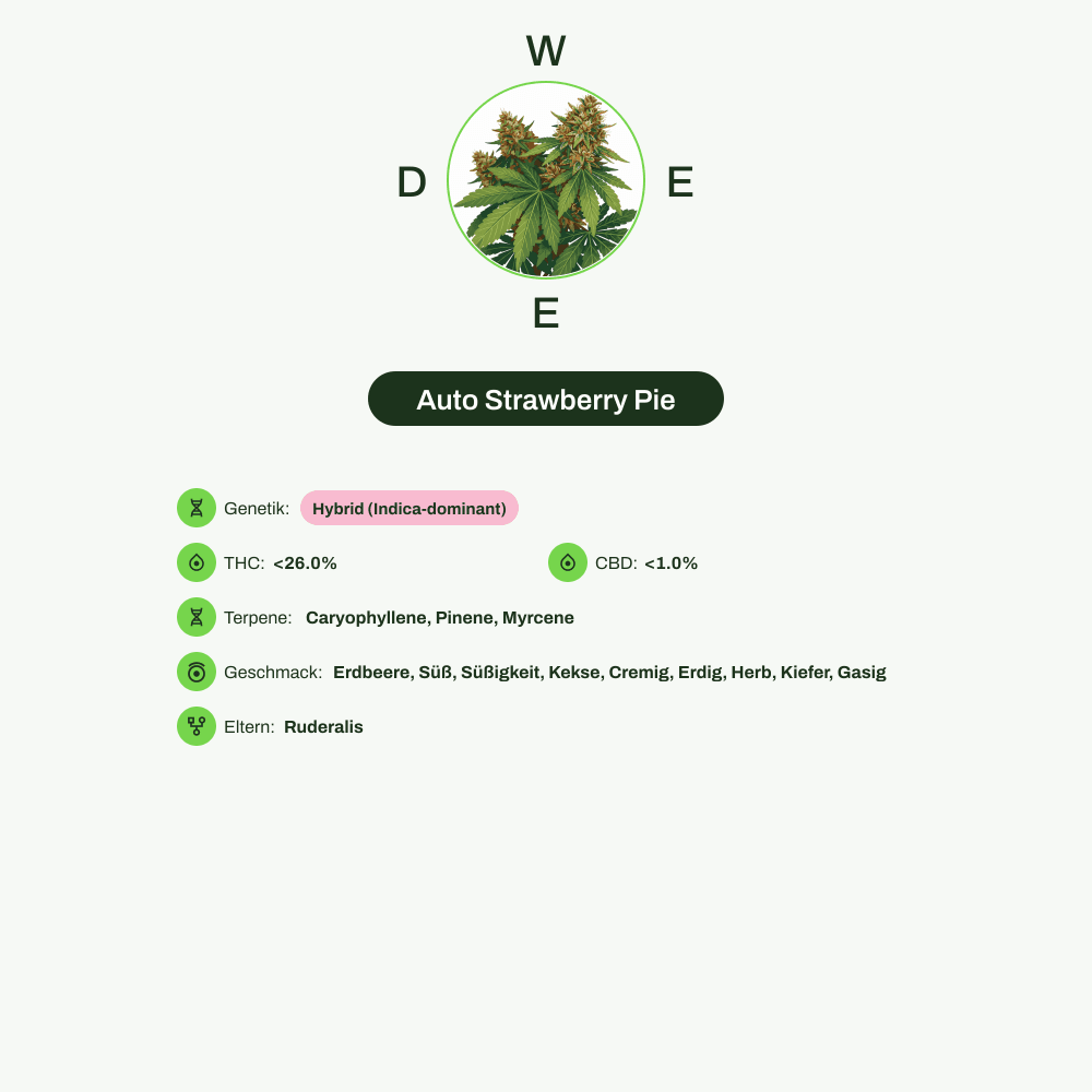 Infografik über THC-Gehalt, CBD-Gehalt, Terpene, Wirkungen, Geschmack von Auto Strawberry Pie