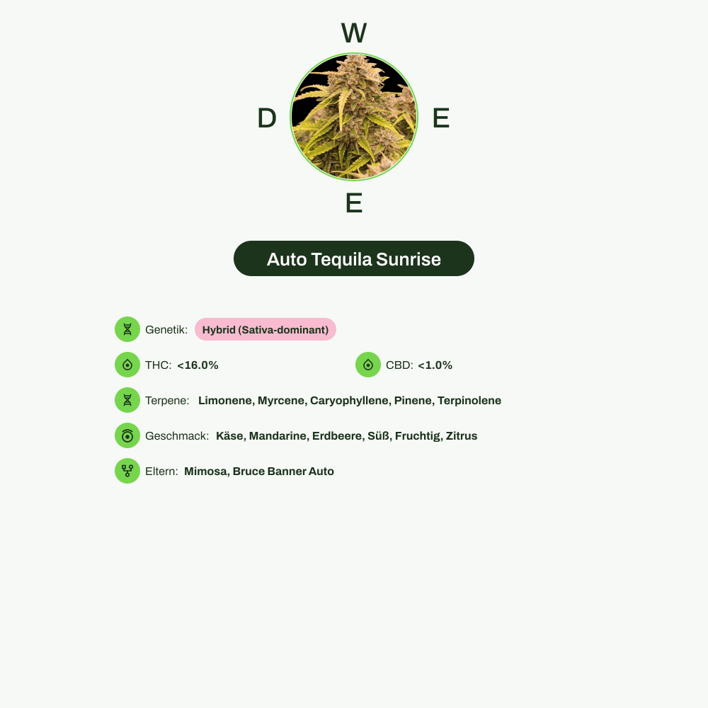 Infografik über THC-Gehalt, CBD-Gehalt, Terpene, Wirkungen, Geschmack von Auto Tequila Sunrise