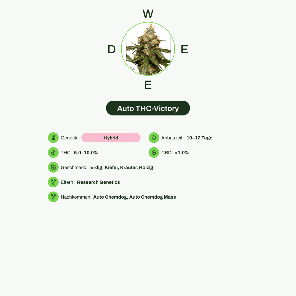 Infografik über THC-Gehalt, CBD-Gehalt, Terpene, Wirkungen, Geschmack von Auto THC-Victory
