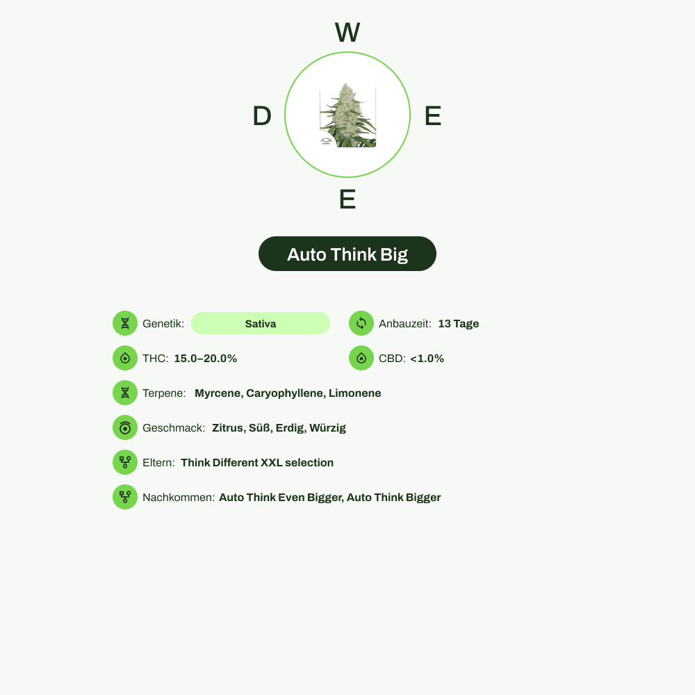 Infografik über THC-Gehalt, CBD-Gehalt, Terpene, Wirkungen, Geschmack von Auto Think Big