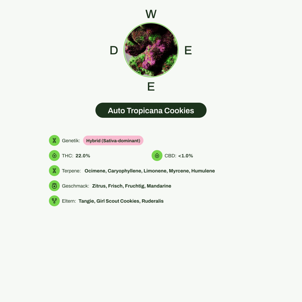 Infografik über THC-Gehalt, CBD-Gehalt, Terpene, Wirkungen, Geschmack von Auto Tropicana Cookies