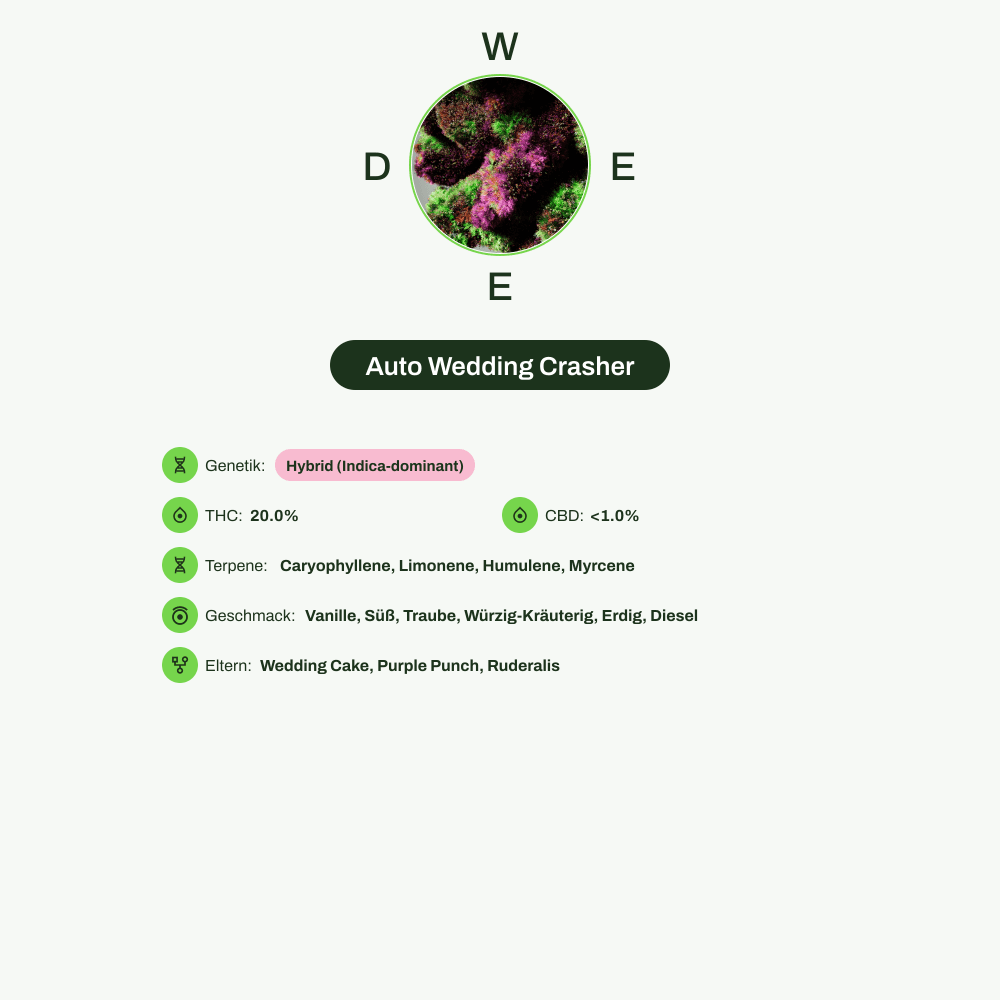 Infografik über THC-Gehalt, CBD-Gehalt, Terpene, Wirkungen, Geschmack von Auto Wedding Crasher