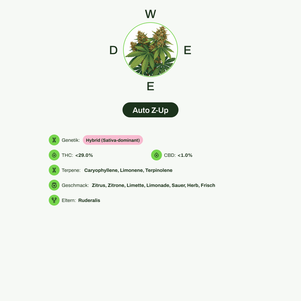 Infografik über THC-Gehalt, CBD-Gehalt, Terpene, Wirkungen, Geschmack von Auto Z-Up