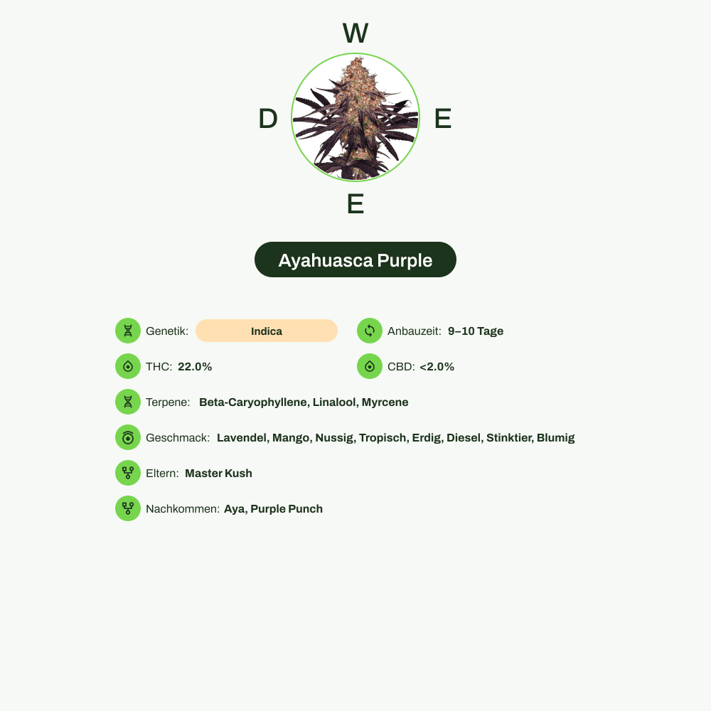 Infografik über THC-Gehalt, CBD-Gehalt, Terpene, Wirkungen, Geschmack von Ayahuasca Purple