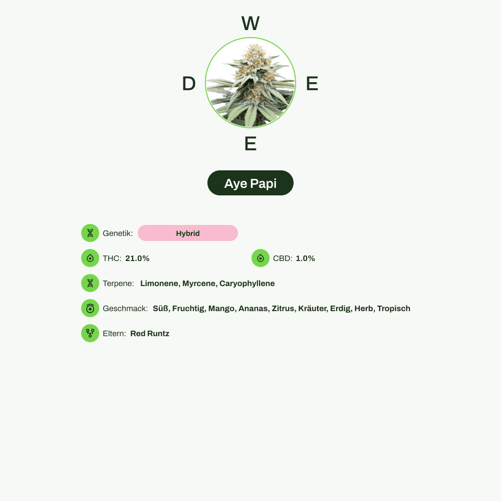 Infografik über THC-Gehalt, CBD-Gehalt, Terpene, Wirkungen, Geschmack von Aye Papi