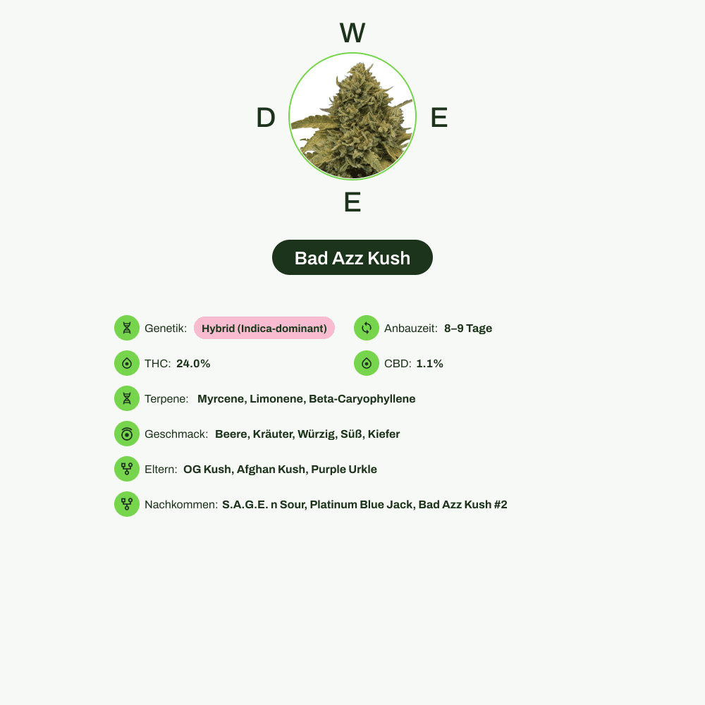 Infografik über THC-Gehalt, CBD-Gehalt, Terpene, Wirkungen, Geschmack von Bad Azz Kush