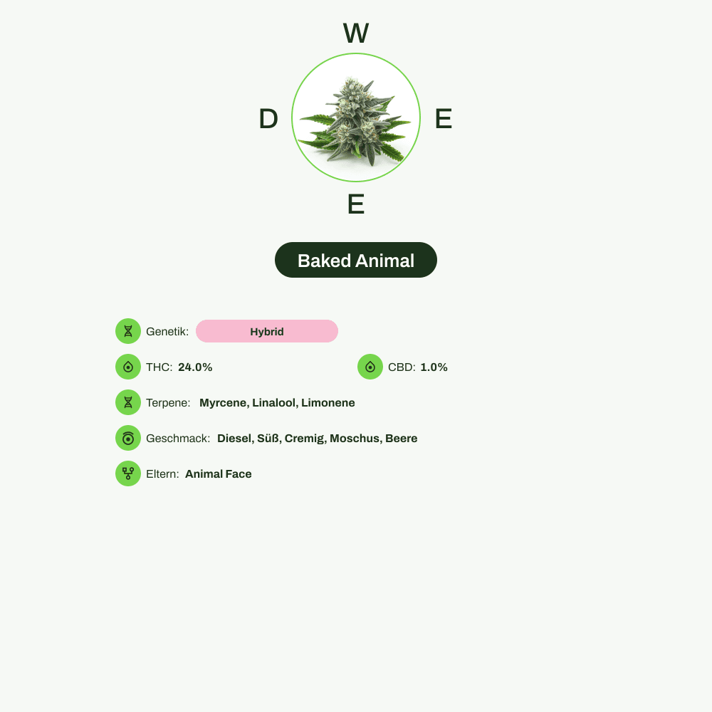 Infografik über THC-Gehalt, CBD-Gehalt, Terpene, Wirkungen, Geschmack von Baked Animal
