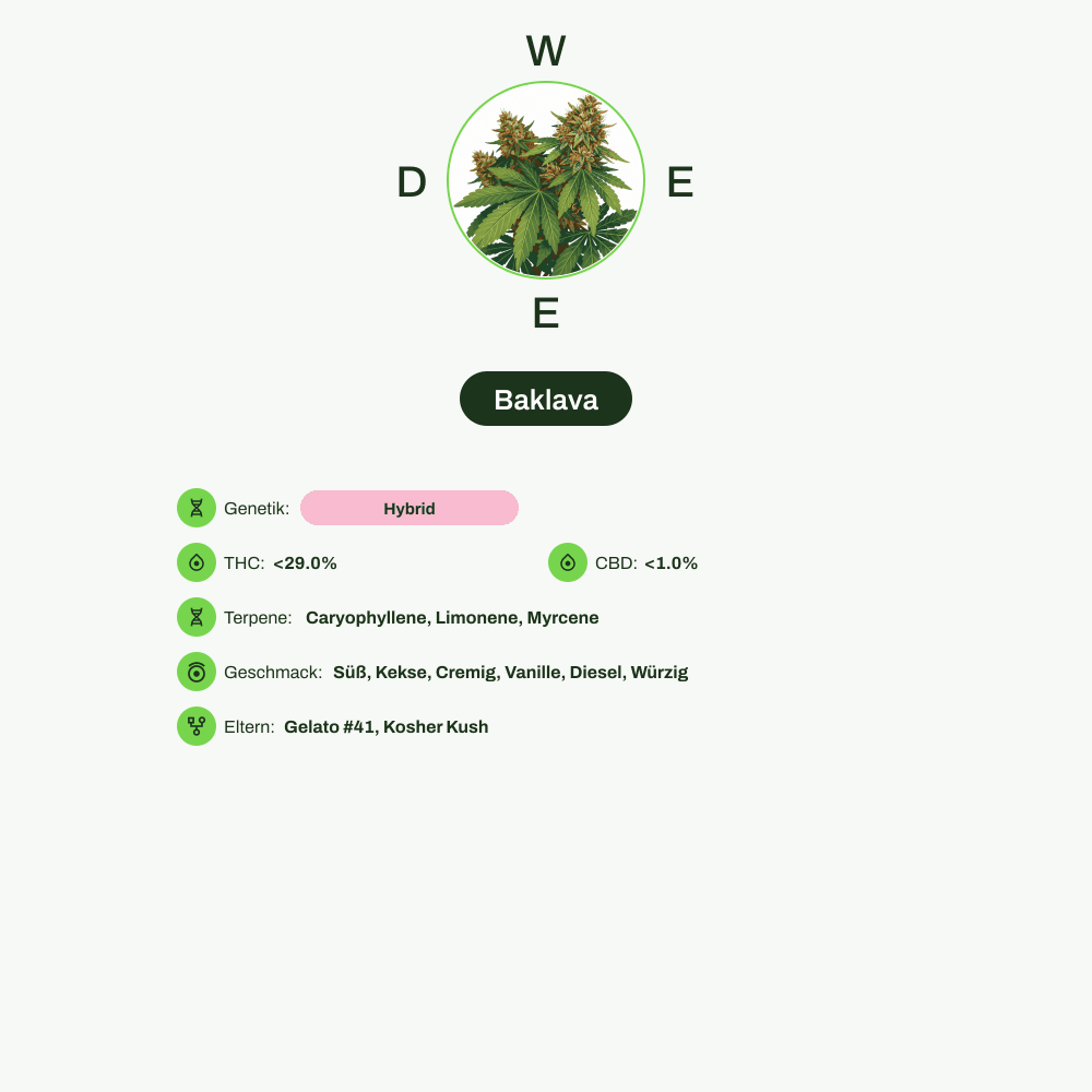 Infografik über THC-Gehalt, CBD-Gehalt, Terpene, Wirkungen, Geschmack von Baklava