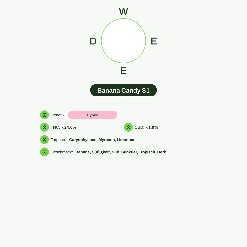 Infografik über THC-Gehalt, CBD-Gehalt, Terpene, Wirkungen, Geschmack von Banana Candy S1