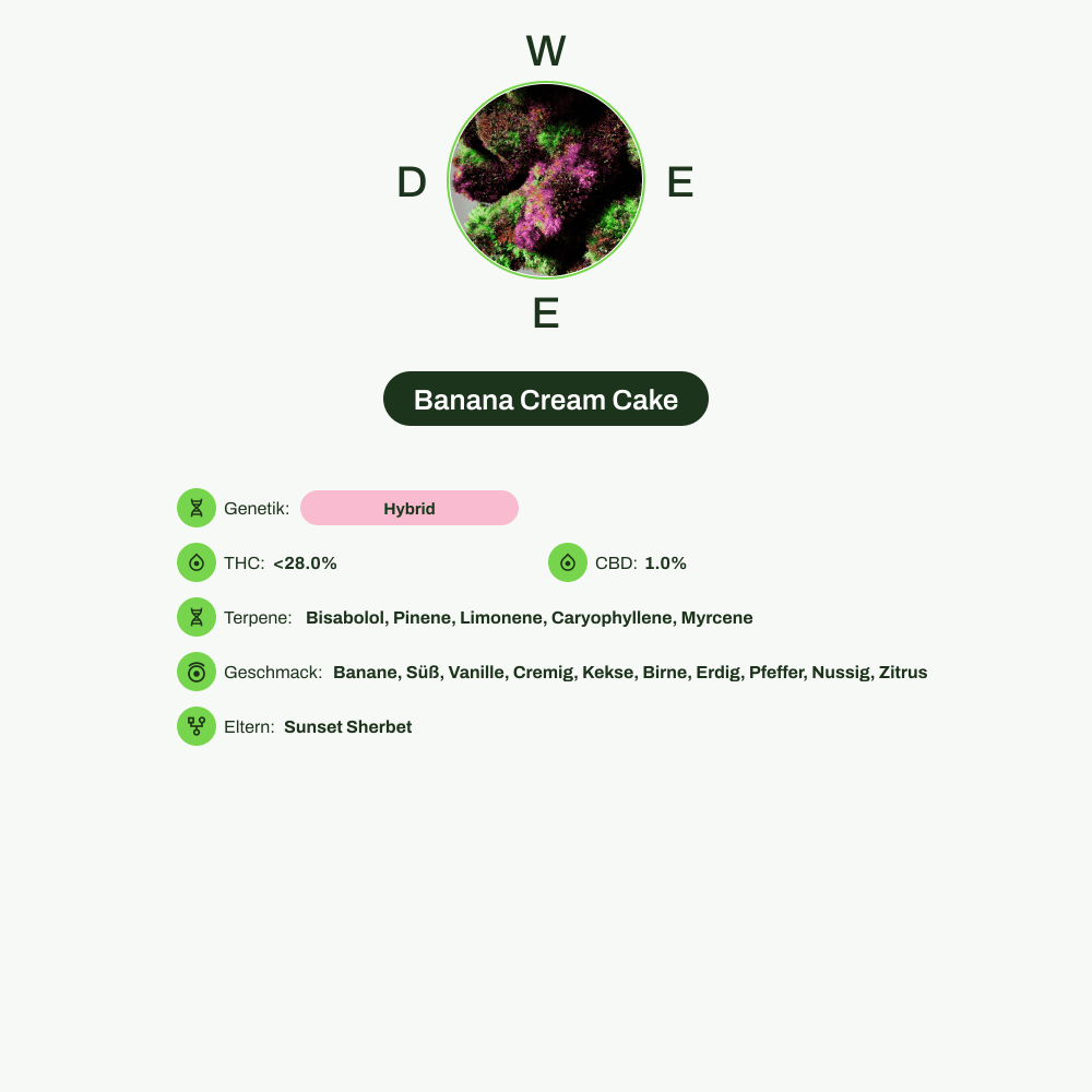 Infografik über THC-Gehalt, CBD-Gehalt, Terpene, Wirkungen, Geschmack von Banana Cream Cake