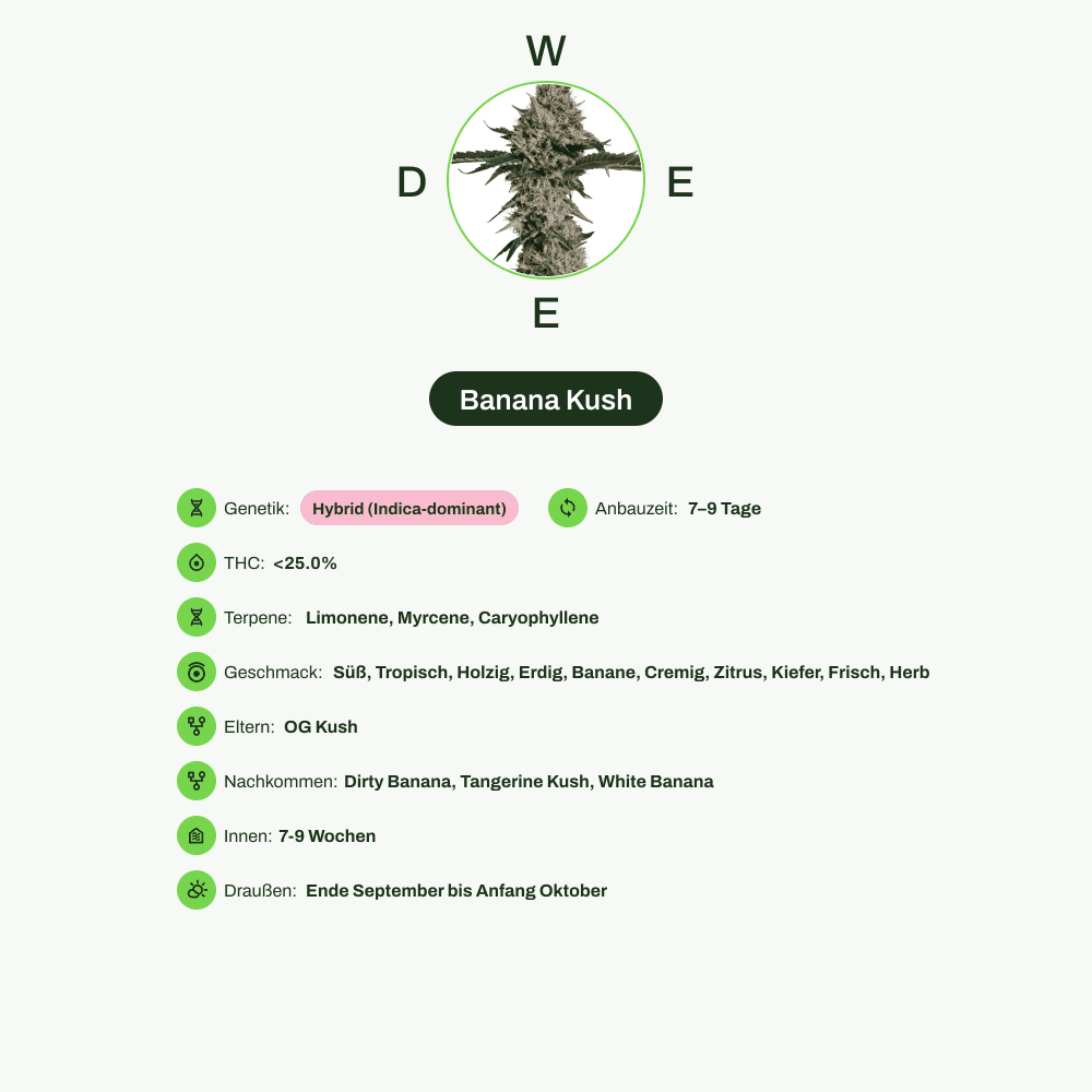 Infografik über THC-Gehalt, CBD-Gehalt, Terpene, Wirkungen, Geschmack von Banana Kush
