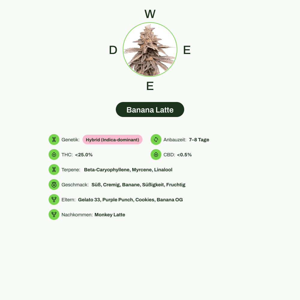 Infografik über THC-Gehalt, CBD-Gehalt, Terpene, Wirkungen, Geschmack von Banana Latte