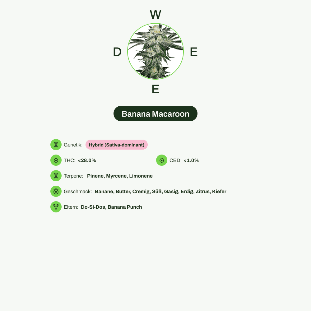 Infografik über THC-Gehalt, CBD-Gehalt, Terpene, Wirkungen, Geschmack von Banana Macaroon