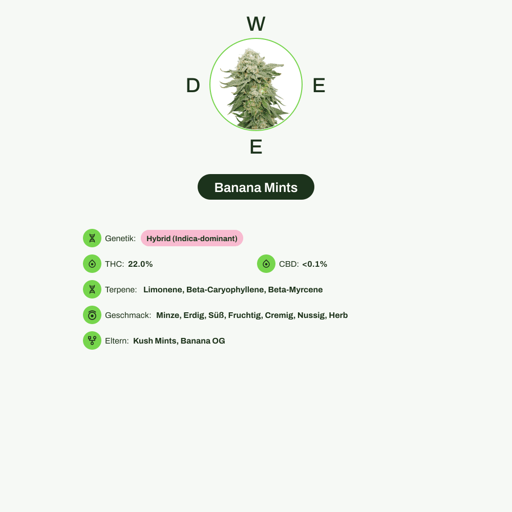 Infografik über THC-Gehalt, CBD-Gehalt, Terpene, Wirkungen, Geschmack von Banana Mints