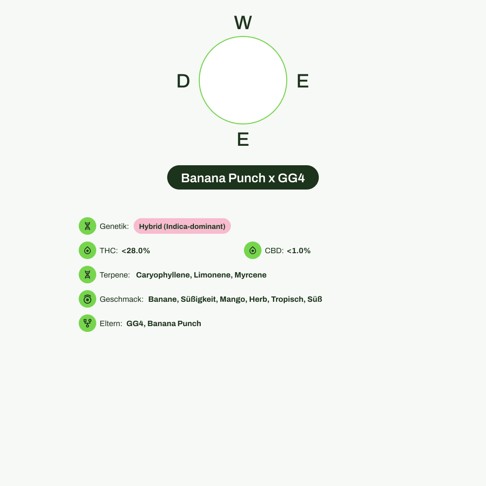 Infografik über THC-Gehalt, CBD-Gehalt, Terpene, Wirkungen, Geschmack von Banana Punch x GG4