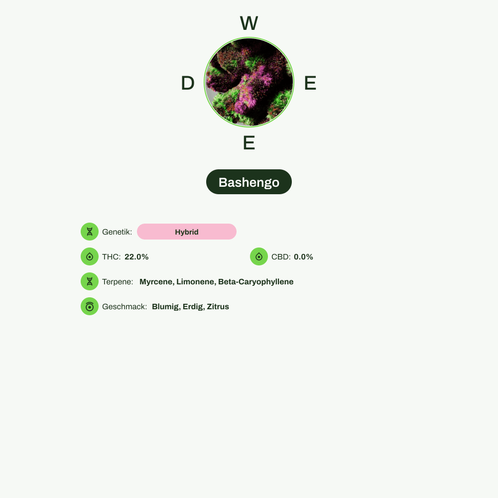 Infografik über THC-Gehalt, CBD-Gehalt, Terpene, Wirkungen, Geschmack von Bashengo
