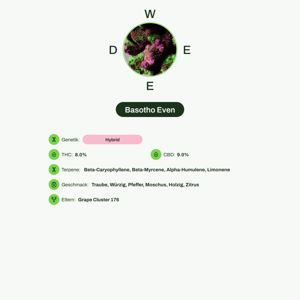 Infografik über THC-Gehalt, CBD-Gehalt, Terpene, Wirkungen, Geschmack von Basotho Even