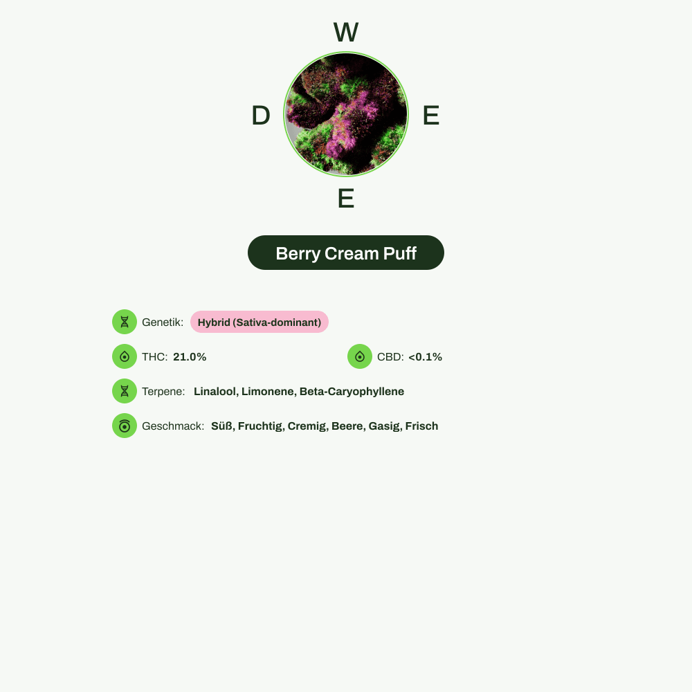 Infografik über THC-Gehalt, CBD-Gehalt, Terpene, Wirkungen, Geschmack von Berry Cream Puff