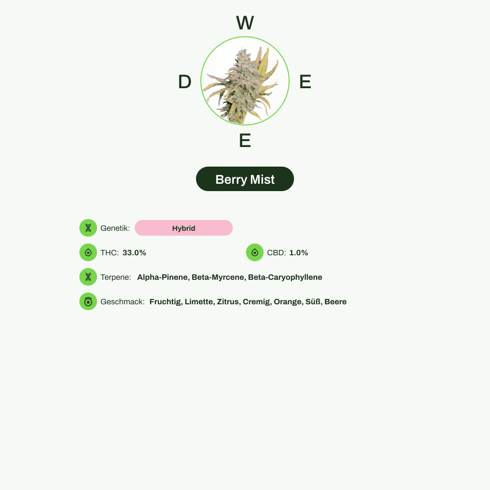 Infografik über THC-Gehalt, CBD-Gehalt, Terpene, Wirkungen, Geschmack von Berry Mist