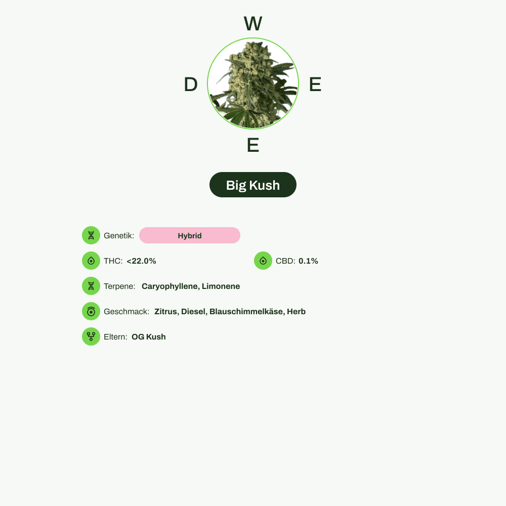 Infografik über THC-Gehalt, CBD-Gehalt, Terpene, Wirkungen, Geschmack von Big Kush