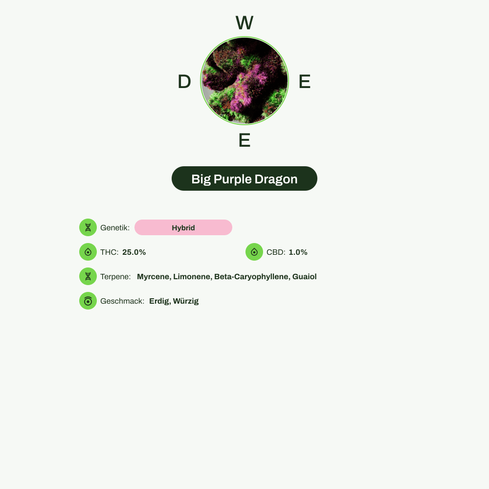 Infografik über THC-Gehalt, CBD-Gehalt, Terpene, Wirkungen, Geschmack von Big Purple Dragon