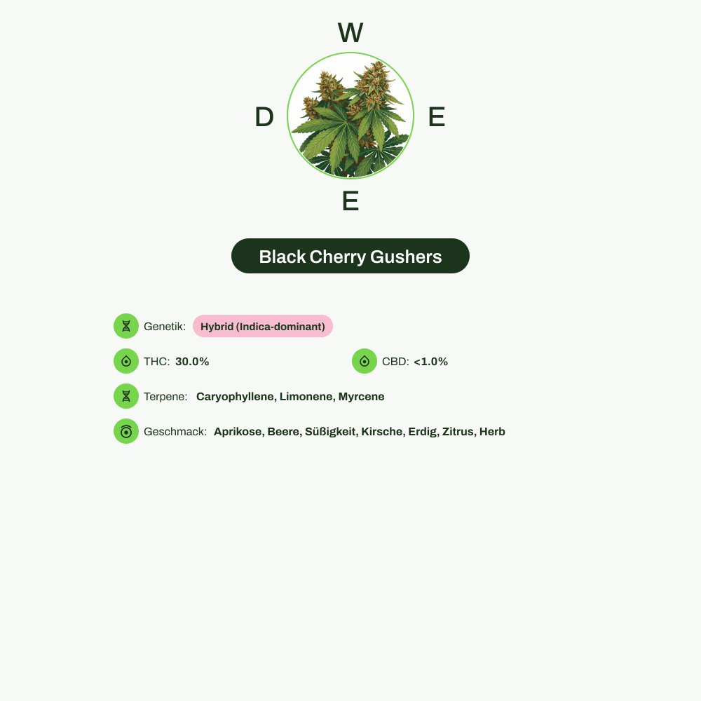 Infografik über THC-Gehalt, CBD-Gehalt, Terpene, Wirkungen, Geschmack von Black Cherry Gushers