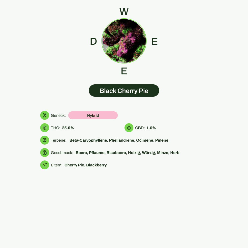 Infografik über THC-Gehalt, CBD-Gehalt, Terpene, Wirkungen, Geschmack von Black Cherry Pie