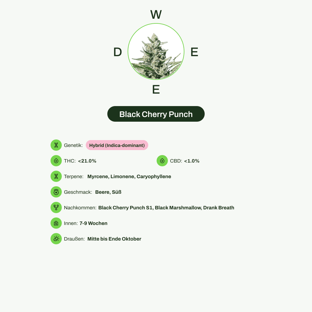 Infografik über THC-Gehalt, CBD-Gehalt, Terpene, Wirkungen, Geschmack von Black Cherry Punch