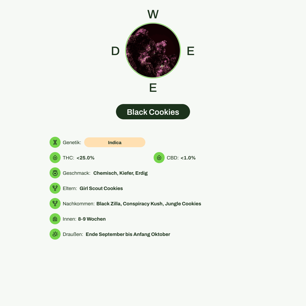 Infografik über THC-Gehalt, CBD-Gehalt, Wirkungen, Geschmack von Black Cookies