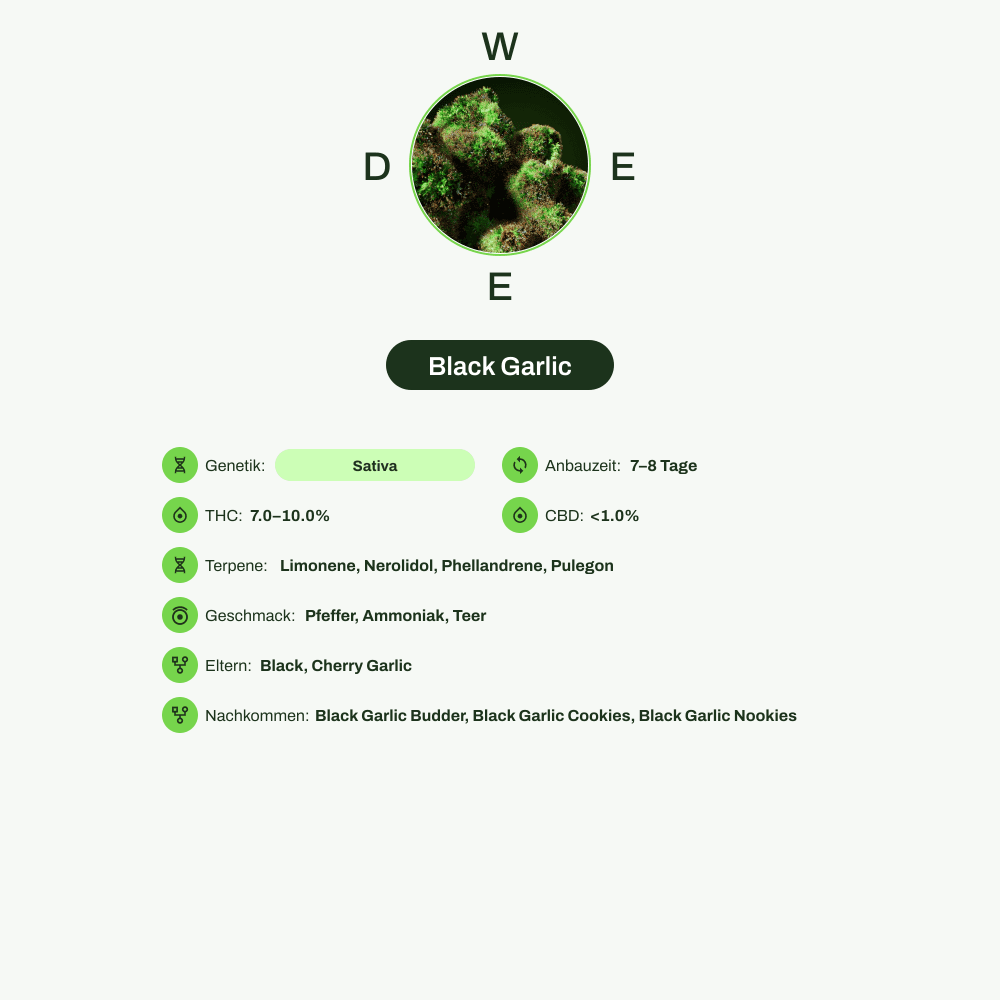Infografik über THC-Gehalt, CBD-Gehalt, Terpene, Wirkungen, Geschmack von Black Garlic