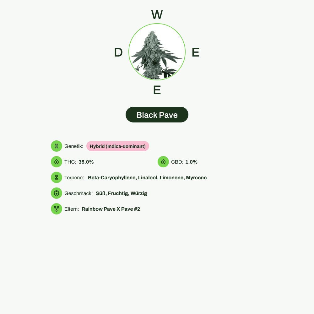 Infografik über THC-Gehalt, CBD-Gehalt, Terpene, Wirkungen, Geschmack von Black Pave