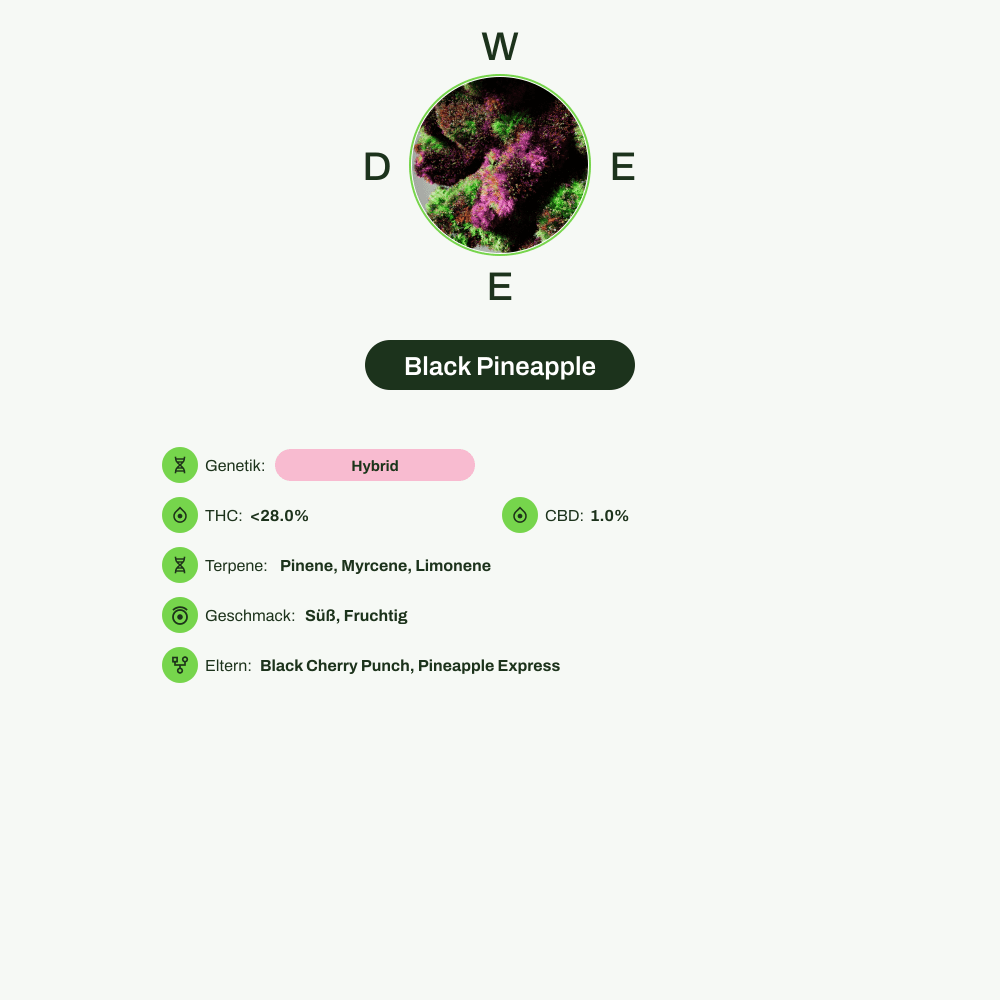 Infografik über THC-Gehalt, CBD-Gehalt, Terpene, Wirkungen, Geschmack von Black Pineapple