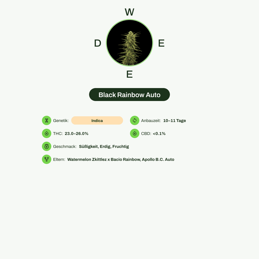 Infografik über THC-Gehalt, CBD-Gehalt, Wirkungen, Geschmack von Black Rainbow Auto