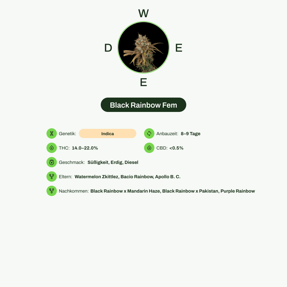 Infografik über THC-Gehalt, CBD-Gehalt, Wirkungen, Geschmack von Black Rainbow Fem