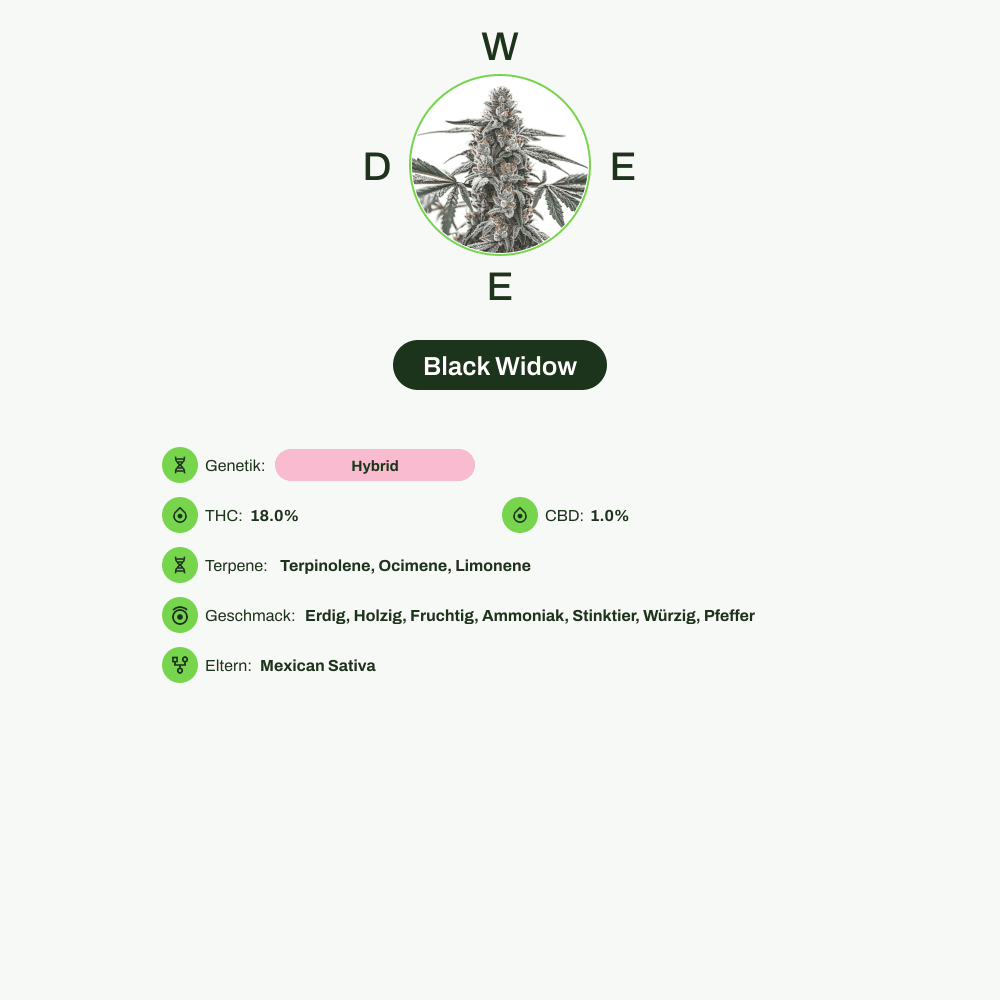 Infografik über THC-Gehalt, CBD-Gehalt, Terpene, Wirkungen, Geschmack von Black Widow