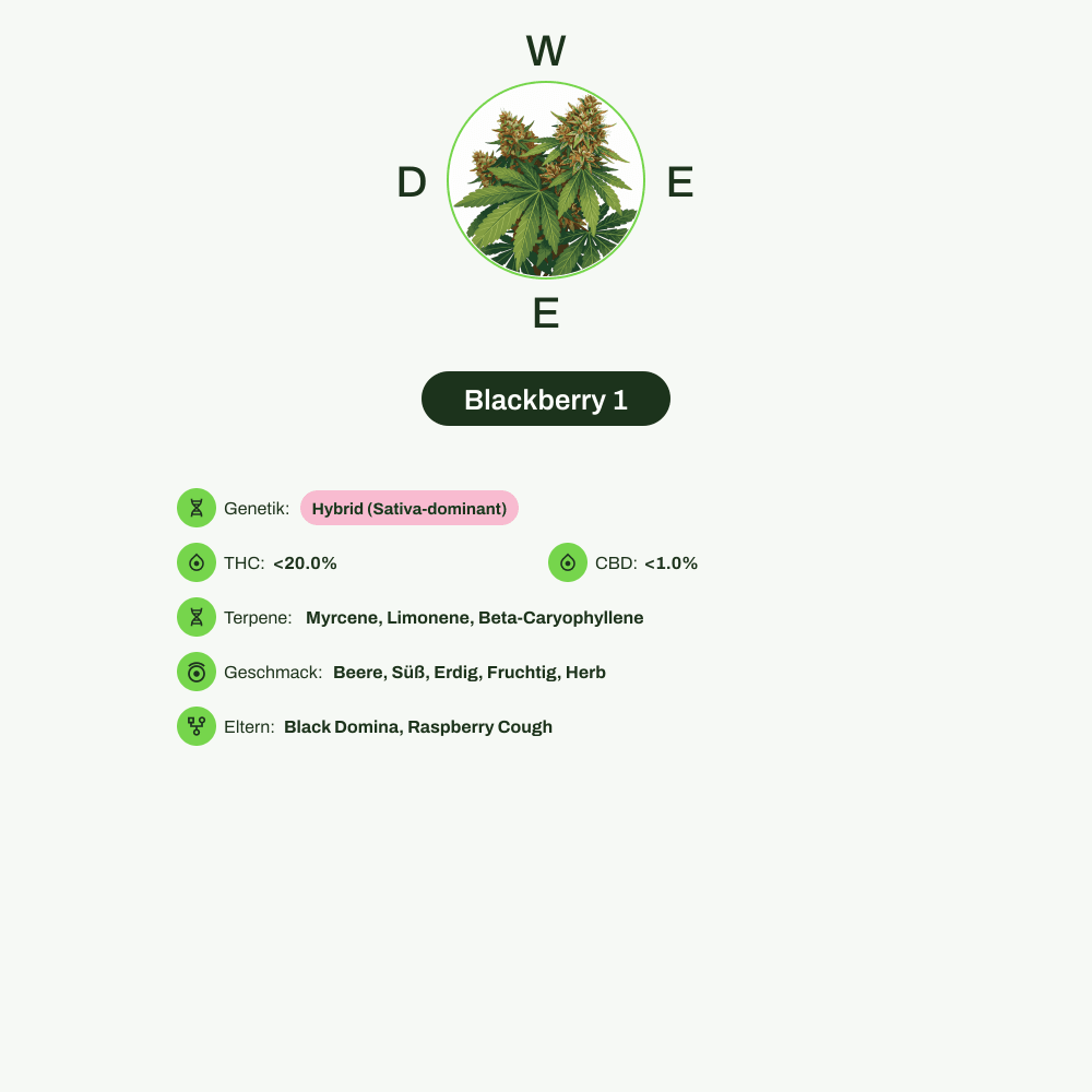 Infografik über THC-Gehalt, CBD-Gehalt, Terpene, Wirkungen, Geschmack von Blackberry 1