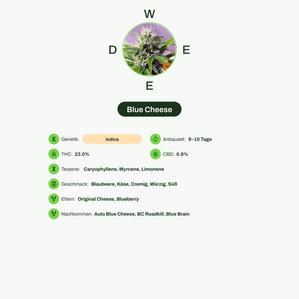 Infografik über THC-Gehalt, CBD-Gehalt, Terpene, Wirkungen, Geschmack von Blue Cheese