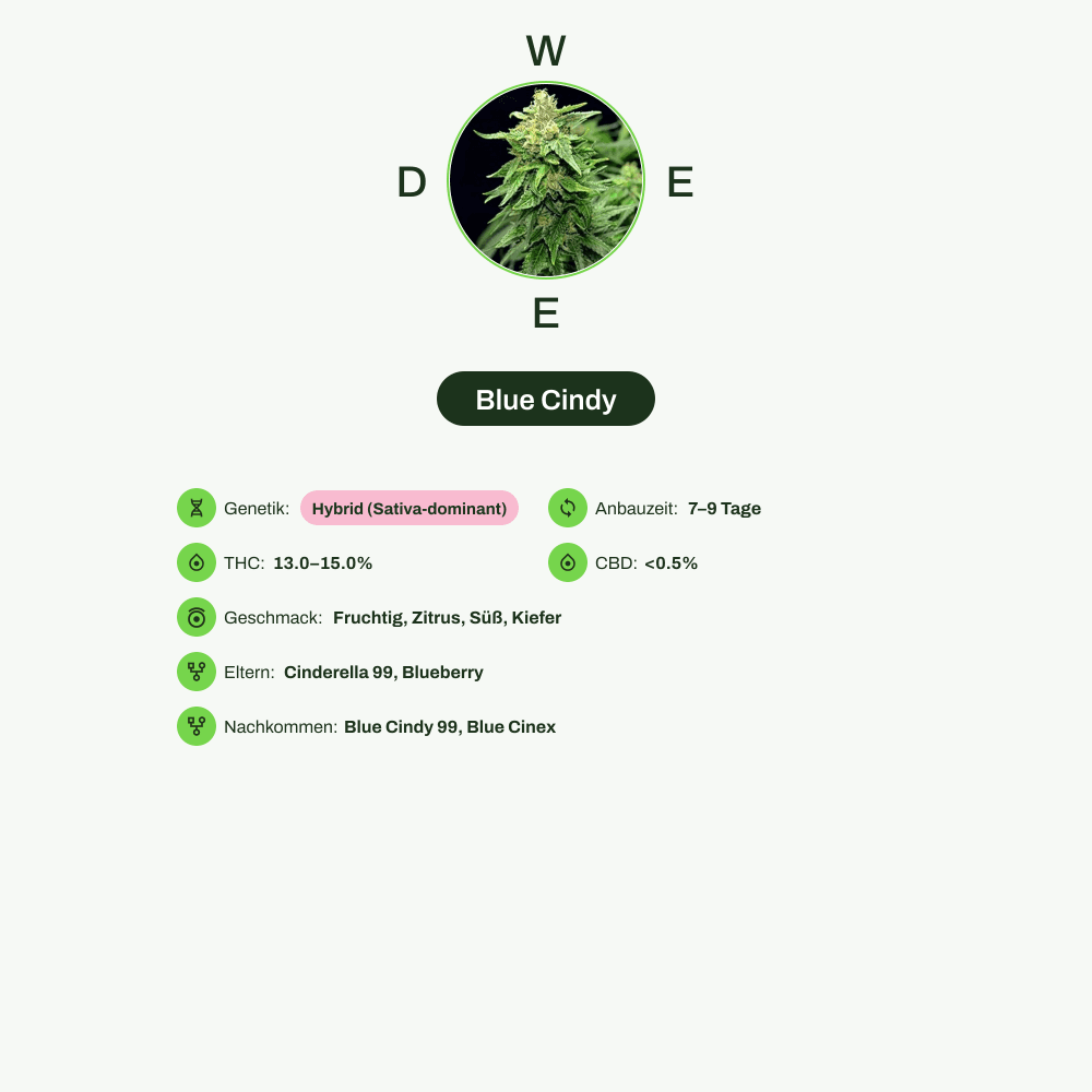 Infografik über THC-Gehalt, CBD-Gehalt, Wirkungen, Geschmack von Blue Cindy