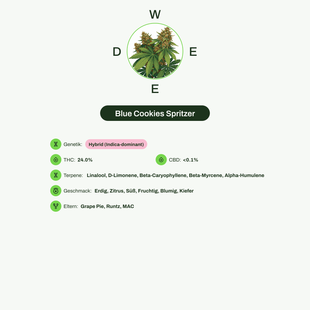 Infografik über THC-Gehalt, CBD-Gehalt, Terpene, Wirkungen, Geschmack von Blue Cookies Spritzer
