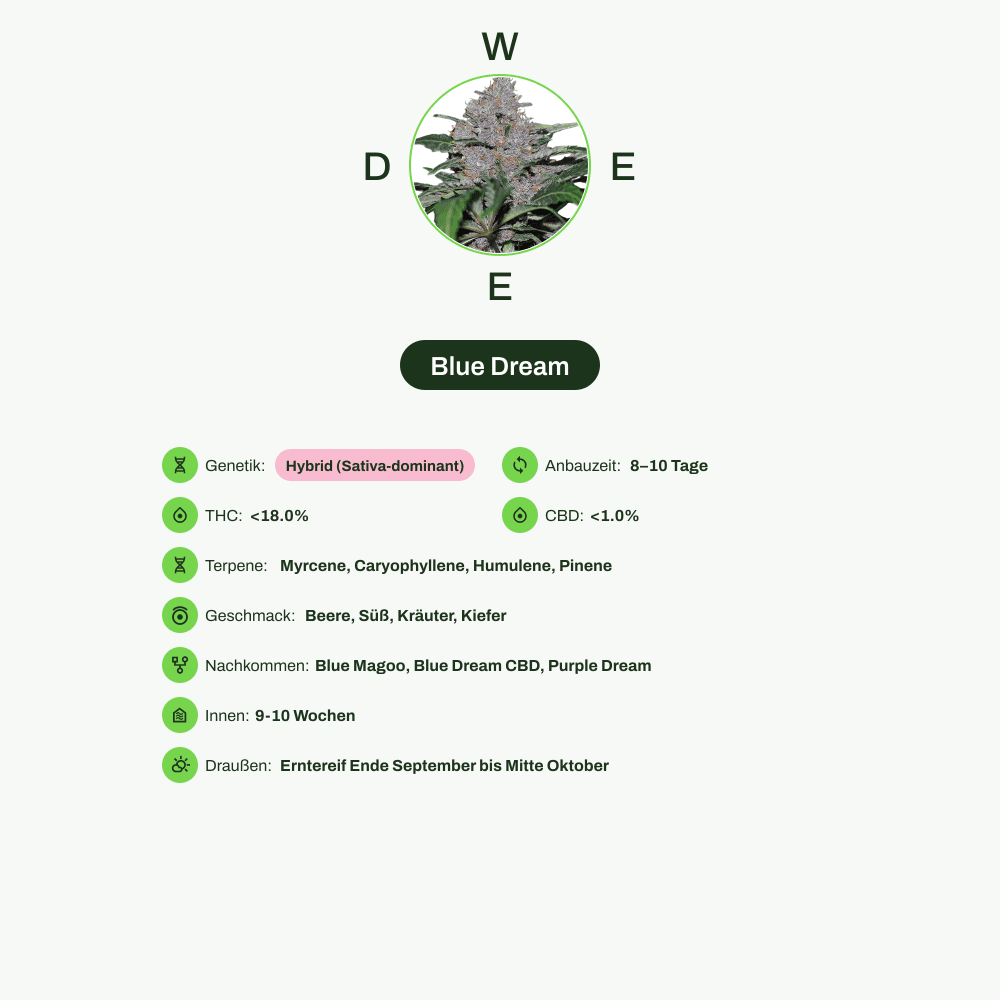 Infografik über THC-Gehalt, CBD-Gehalt, Terpene, Wirkungen, Geschmack von Blue Dream