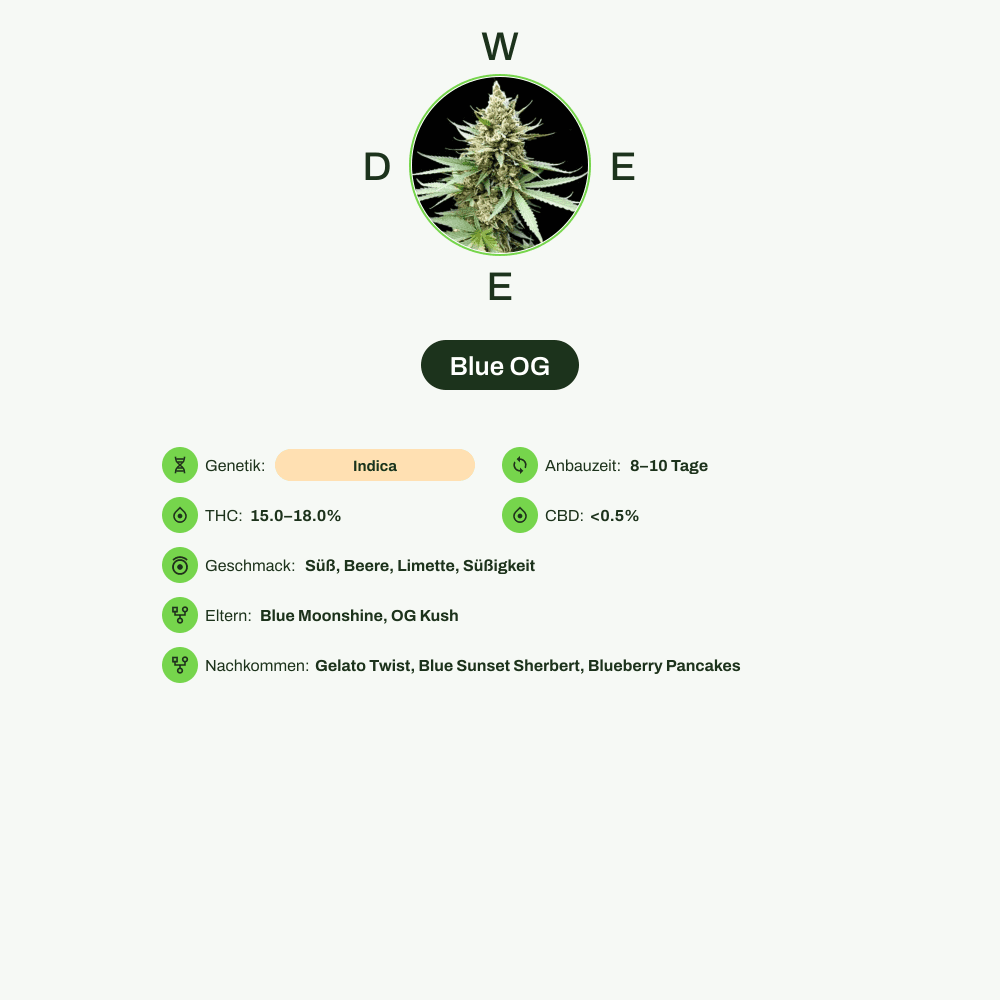 Infografik über THC-Gehalt, CBD-Gehalt, Wirkungen, Geschmack von Blue OG