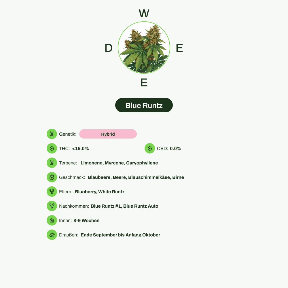 Infografik über THC-Gehalt, CBD-Gehalt, Terpene, Wirkungen, Geschmack von Blue Runtz