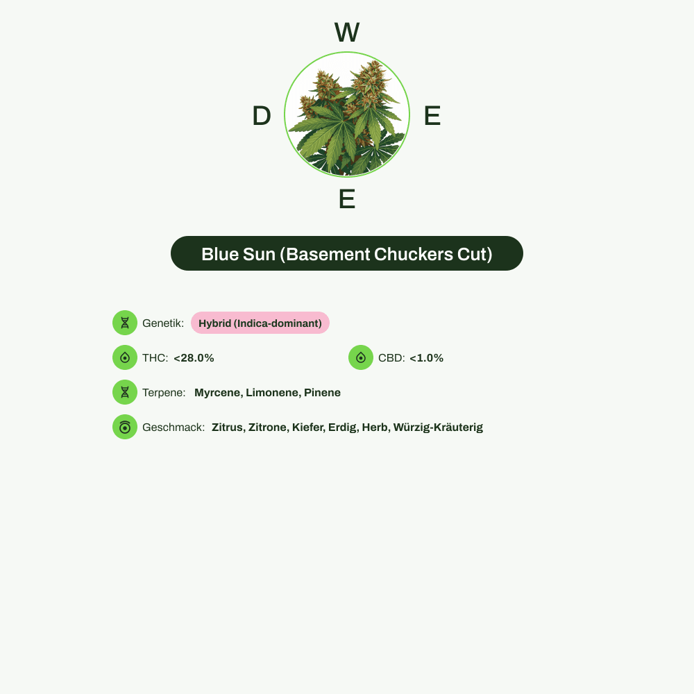 Infografik über THC-Gehalt, CBD-Gehalt, Terpene, Wirkungen, Geschmack von Blue Sun (Basement Chuckers Cut)