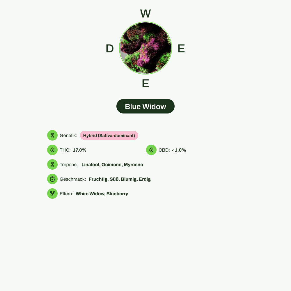 Infografik über THC-Gehalt, CBD-Gehalt, Terpene, Wirkungen, Geschmack von Blue Widow