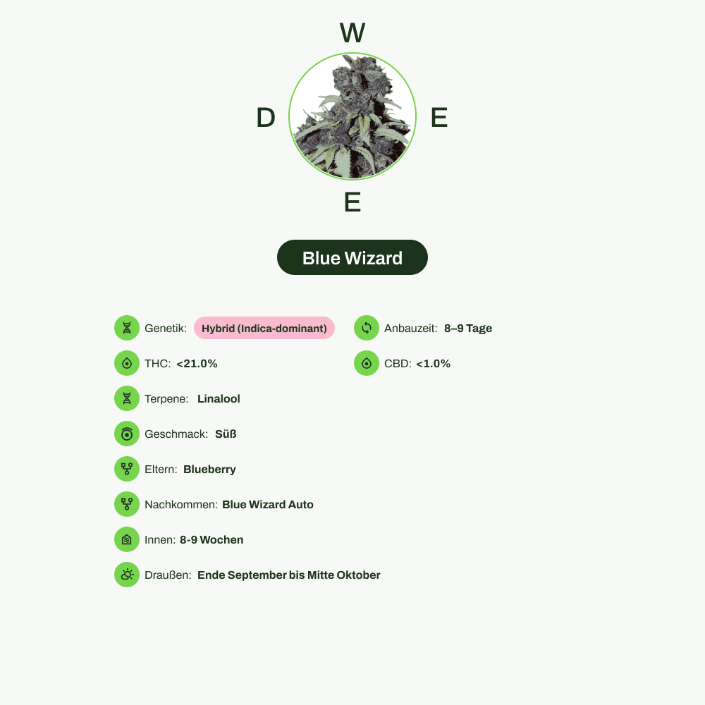 Infografik über THC-Gehalt, CBD-Gehalt, Terpene, Wirkungen, Geschmack von Blue Wizard
