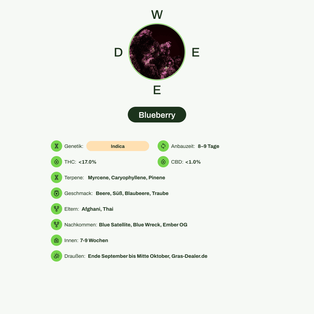Infografik über THC-Gehalt, CBD-Gehalt, Terpene, Wirkungen, Geschmack von Blueberry