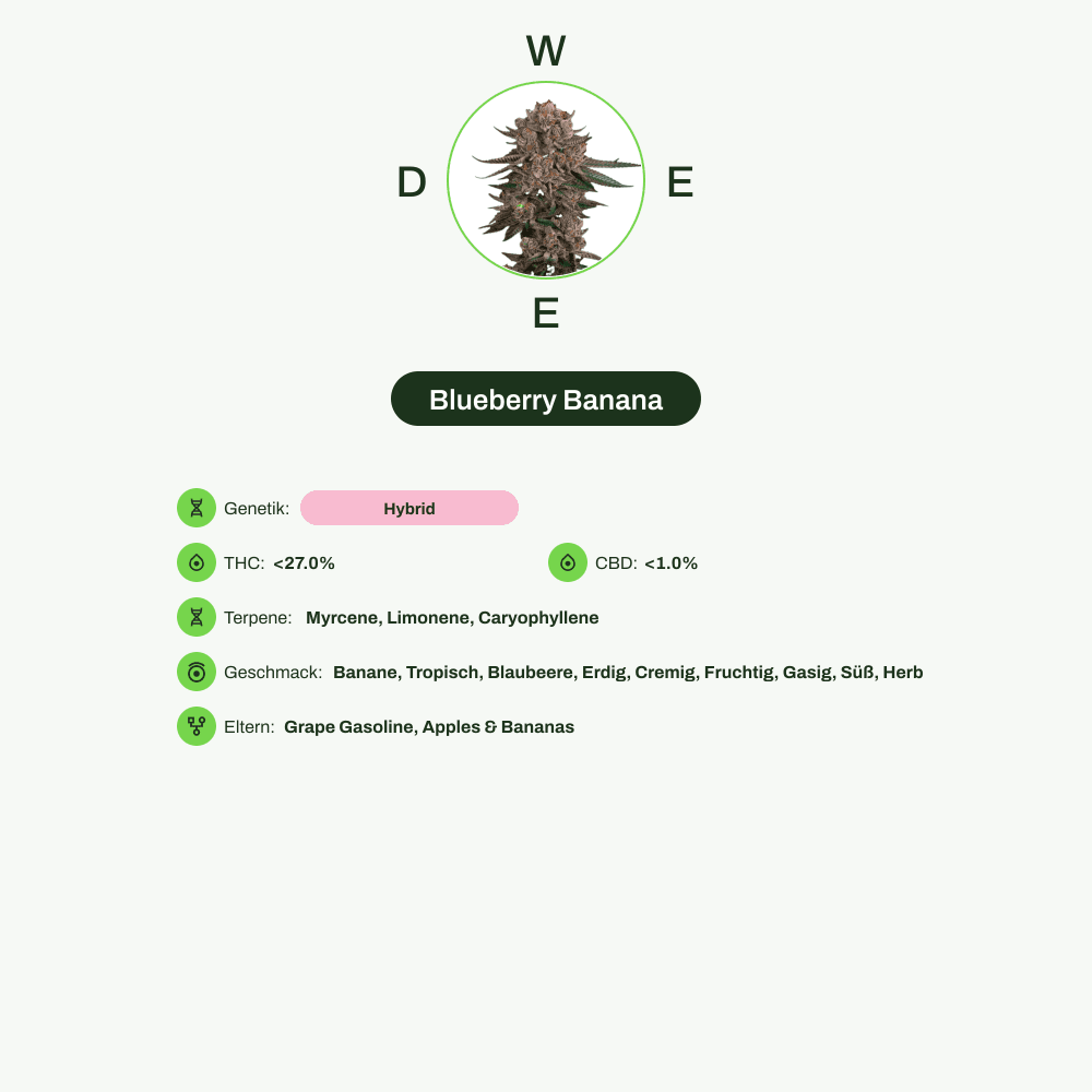 Infografik über THC-Gehalt, CBD-Gehalt, Terpene, Wirkungen, Geschmack von Blueberry Banana
