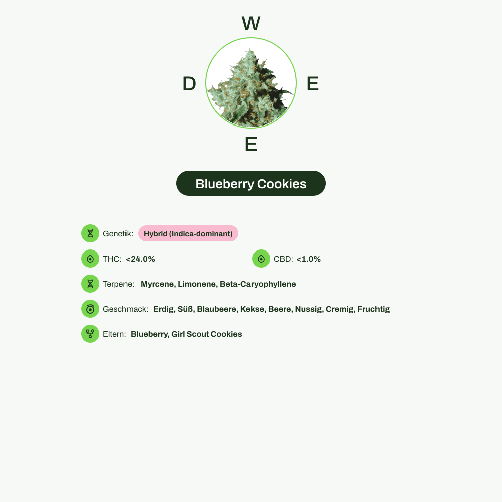 Infografik über THC-Gehalt, CBD-Gehalt, Terpene, Wirkungen, Geschmack von Blueberry Cookies
