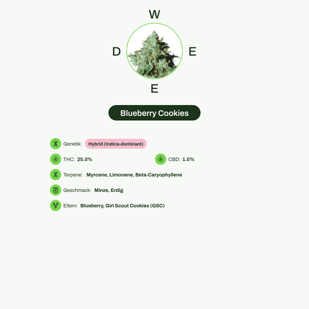 Infografik über THC-Gehalt, CBD-Gehalt, Terpene, Wirkungen, Geschmack von Blueberry Cookies